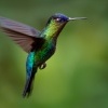 Kolibrik ohnivobrady - Panterpe insignis - Fiery-throated Hummingbird o1352
